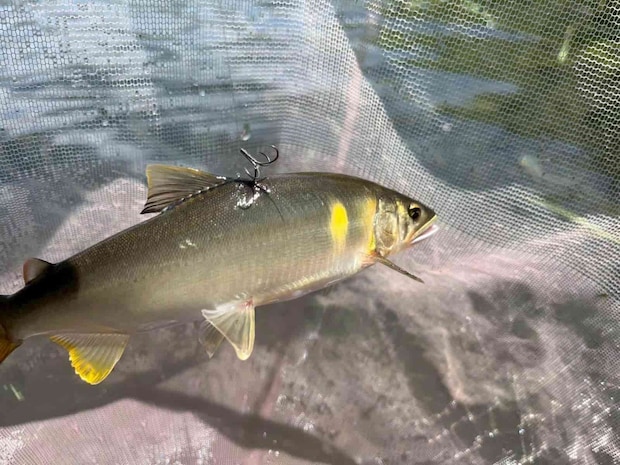 追いも良く背掛かかりが多く！引きも強い！ &copy;釣りビジョン