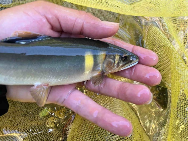 時間が経つにつれ追星クッキリの黄色い鮎が増えていった。 &copy;釣りビジョン