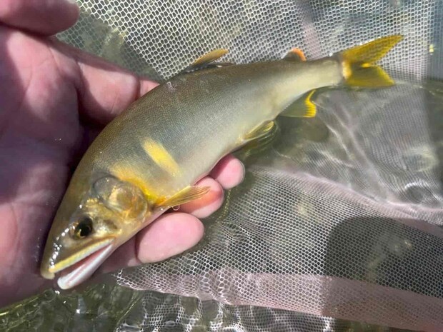 深場で掛かる鮎は良型の型揃いだ！ &copy;釣りビジョン