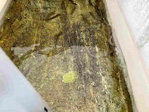 【福井県九頭竜→滋賀県安曇川】鮎釣りハシゴ！今年は〝一味違う〟と評判の良型鮎に会いに行く！