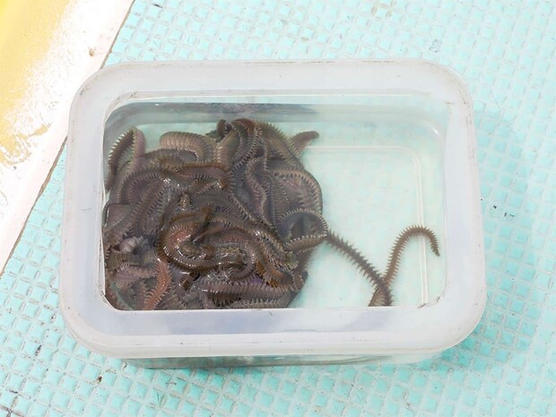 基本的には青イソメがメインのエサになる。 ©釣りビジョン