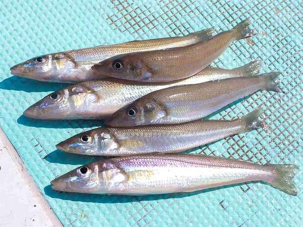 サイズは中々の物。これは最高だ。 &copy;釣りビジョン