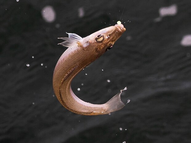 アタリは明快。 &copy;釣りビジョン