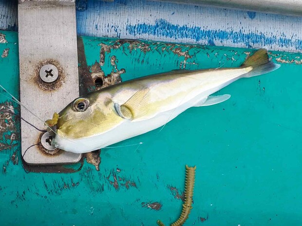 潮が止まるとサバフグが多くヒット。 &copy;釣りビジョン