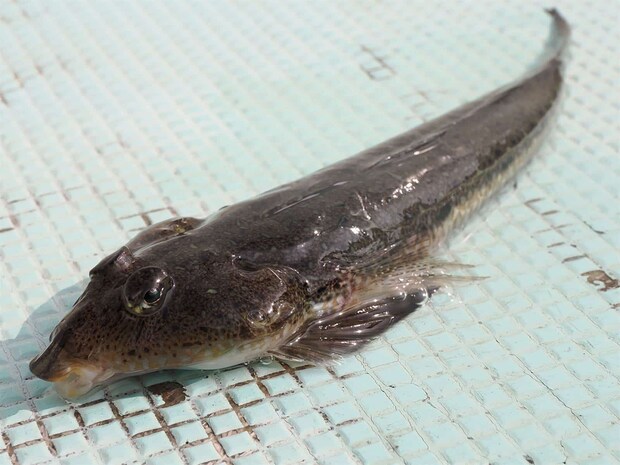 良いサイズのネズミゴチも数匹あがった。 &copy;釣りビジョン