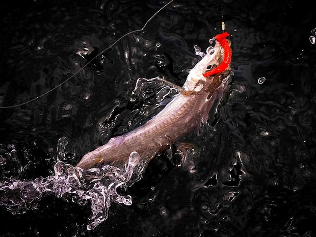 人工エサでもヒット。 &copy;釣りビジョン