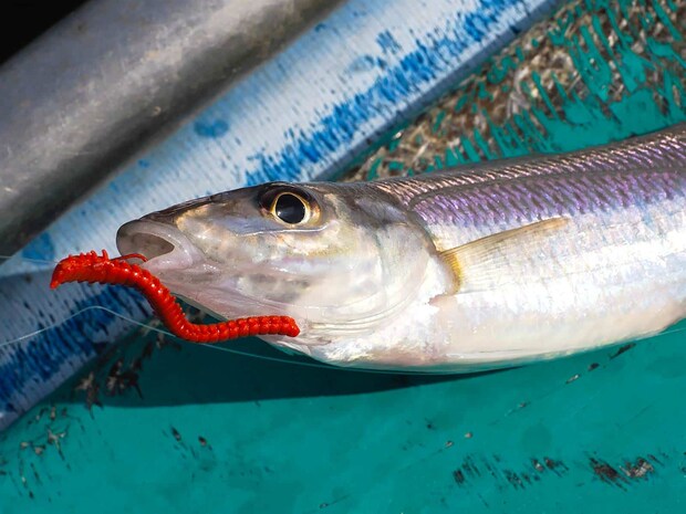 効果は高く青イソメと変わらない喰いを見せた。 &copy;釣りビジョン