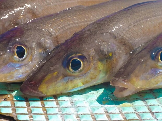 好調が続きシロギスファンが増えそうだ。 &copy;釣りビジョン