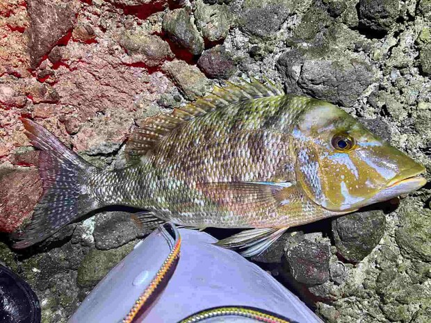 竹中さんが仕留めた50cmオーバーのフエフキダイ。この日は全てこのサイズだった。 ©釣りビジョン