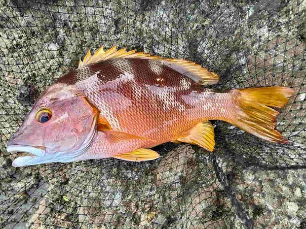 マジックタイムに仕留めた43cmの美しいシブダイ！ ©釣りビジョン