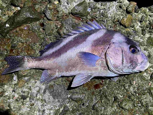 初めて釣ったコショウダイは53cmだった。 &copy;釣りビジョン