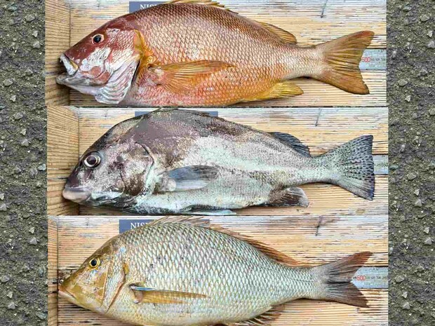 一晩で「トリプル50」を達成した！ &copy;釣りビジョン