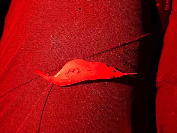 終盤戦はオキアミで連発。オキアミで大型を狙う時は腹掛けがおすすめ。磯際狙いは必ず赤のヘッドライトで。 &copy;釣りビジョン