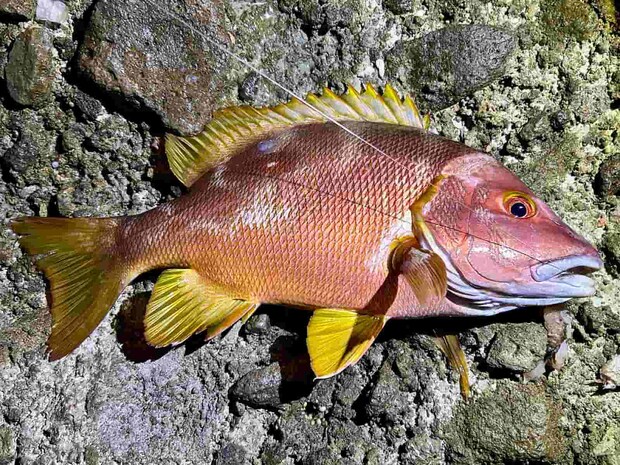 私にこの日3匹目のシブダイが！ &copy;釣りビジョン