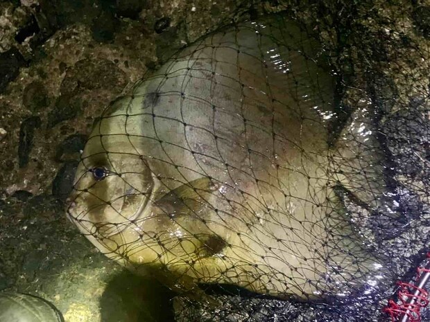 加賀美さんが釣り上げた珍しいツバメウオ。 &copy;釣りビジョン