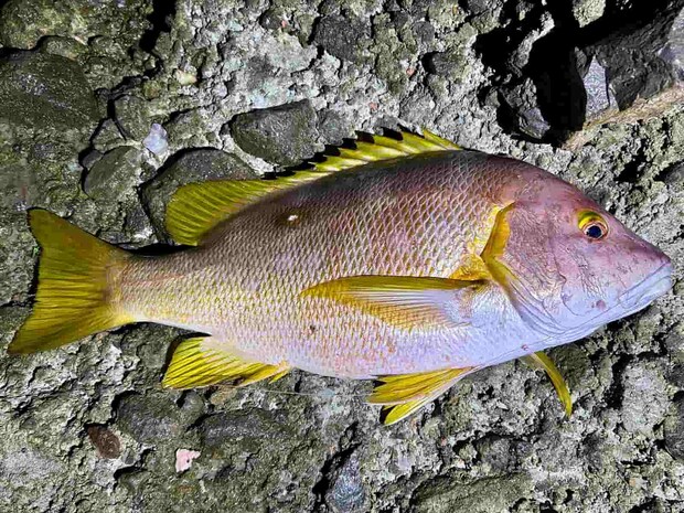 自己記録を更新する52cmの立派なシブダイ。 &copy;釣りビジョン