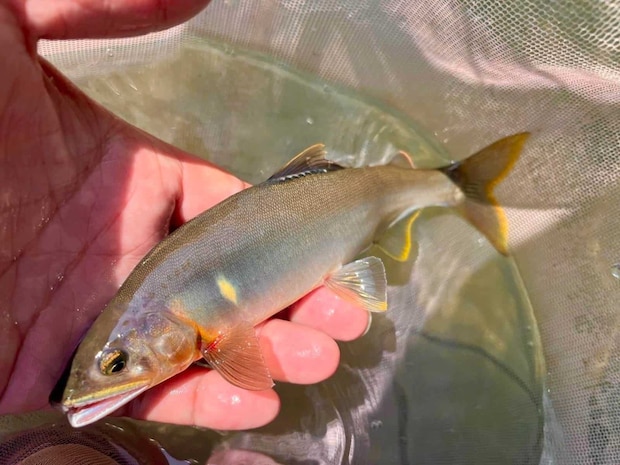 増水時に良いというこのポイントではアニキのアドバイス通り手前の浅い流れで連チャン！ ©釣りビジョン