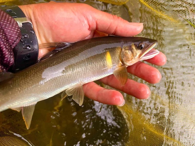 小河川とは思えぬ良型鮎が！引きも強い！ &copy;釣りビジョン