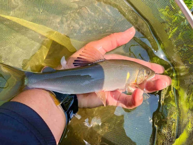 針が折れるほどの強烈な当たり！鮎も美しい。 &copy;釣りビジョン