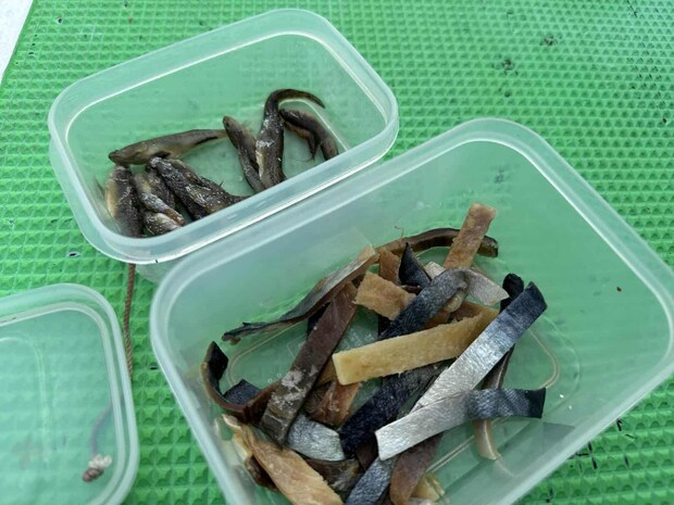 付けエサのサバタンとゴリが釣り座に配られる。 &copy;釣りビジョン