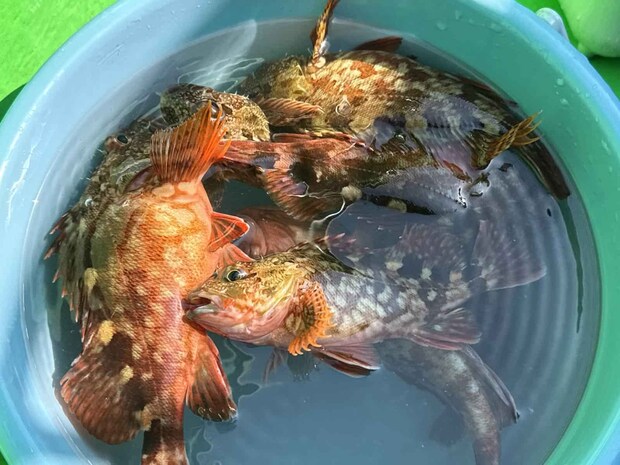 バケツはみるみる充たされて…。 ©釣りビジョン