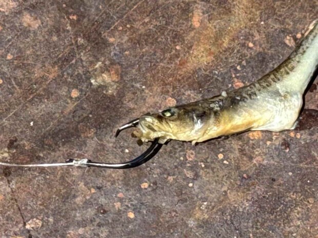 ゴリはハリ先を下顎から上顎に貫く。 &copy;釣りビジョン