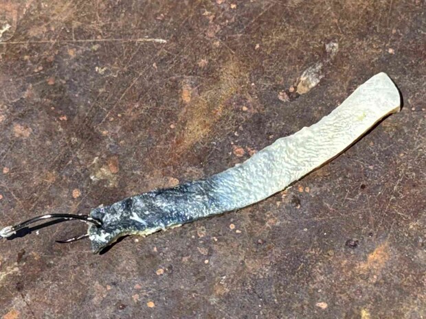 サバタンは上から3mm中央、皮側から身へとハリを通す。 &copy;釣りビジョン