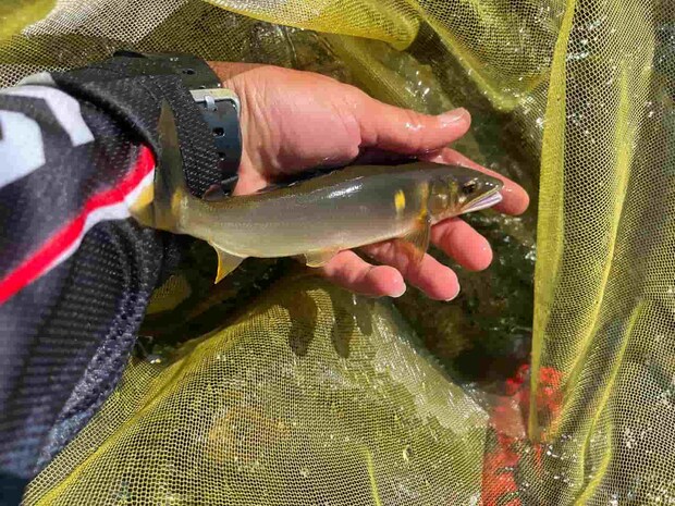 野鮎に変われば怒涛の連チャン！サイズアップで更に引きも強く。 ©釣りビジョン