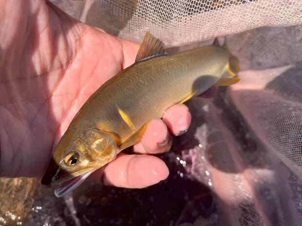相方も流れのあるポイントで順調に竿を曲げていた。 &copy;釣りビジョン