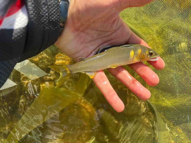 足元でズバーン！小さくても黄色く引きは強い！ ©釣りビジョン