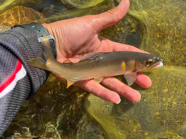 瀬では背掛かりも増えた！ &copy;釣りビジョン