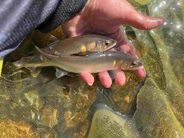 次から次へとオトリに強烈アタック！ &copy;釣りビジョン