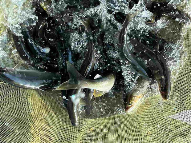 全員が今シーズン最高釣果で幕を閉じた！神通川の凄みを実感！ &copy;釣りビジョン