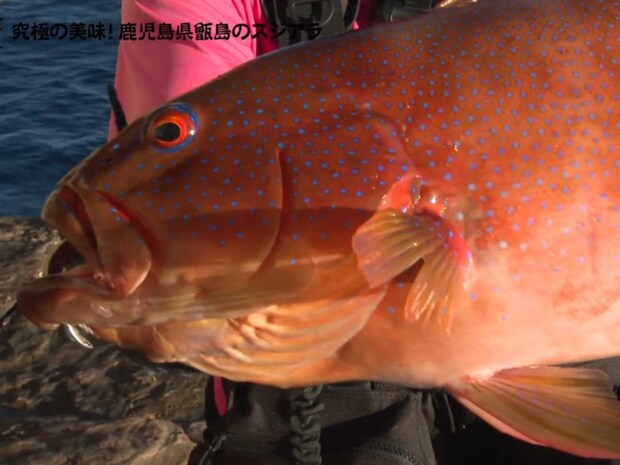 粘った末に…〝釣れるおじさん〟に昇格！本命のスジアラを見事釣り上げたのであった。&copy;釣りビジョン