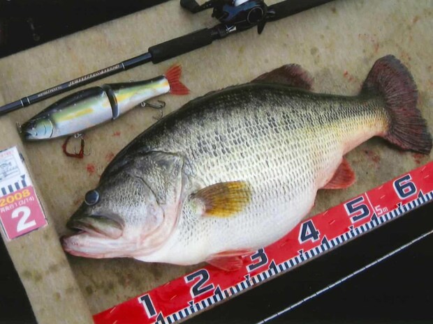 ライブベイトのイメージが強い栗田氏ではあるが、実はルアーでもとんでもないモンスターを釣り上げている。こちらは、2008年、栗田氏が当時の琵琶湖記録（8,480g）をルアーで仕留めた写真。国内歴代4位の記録でもある。　&copy;釣りビジョン
