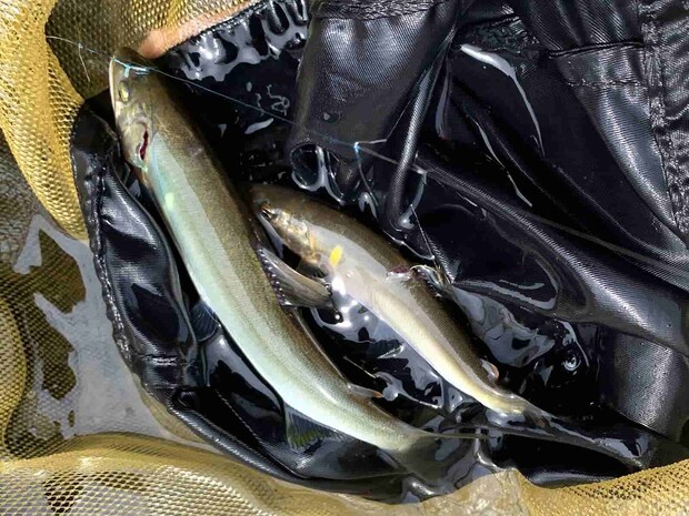 オトリの半分サイズ。だがしっかり背掛かり。　&copy;釣りビジョン