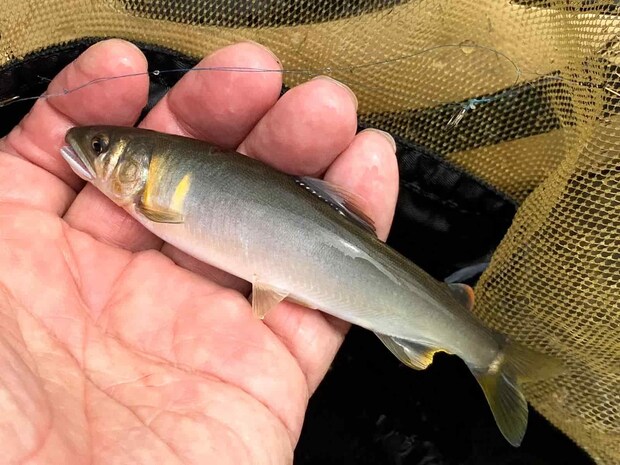 祓い清められたアユ、湖産か。　©釣りビジョン