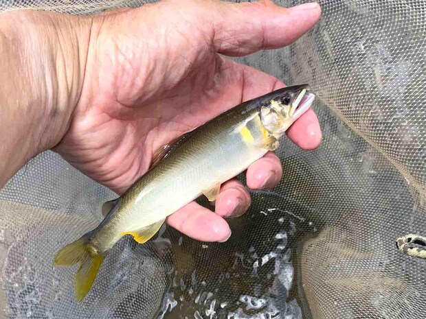 山国川の初アユ。　&copy;釣りビジョン
