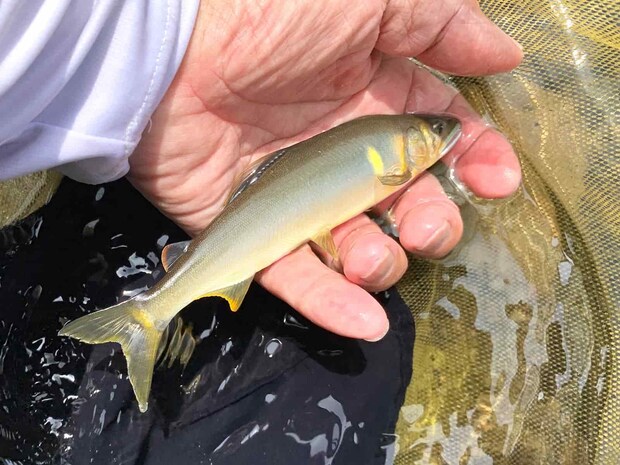 刃物じみた煌めき。　&copy;釣りビジョン