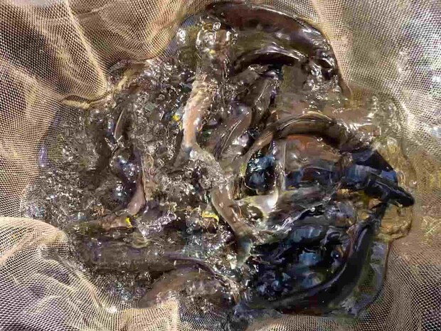 この超絶釣果。　&copy;釣りビジョン