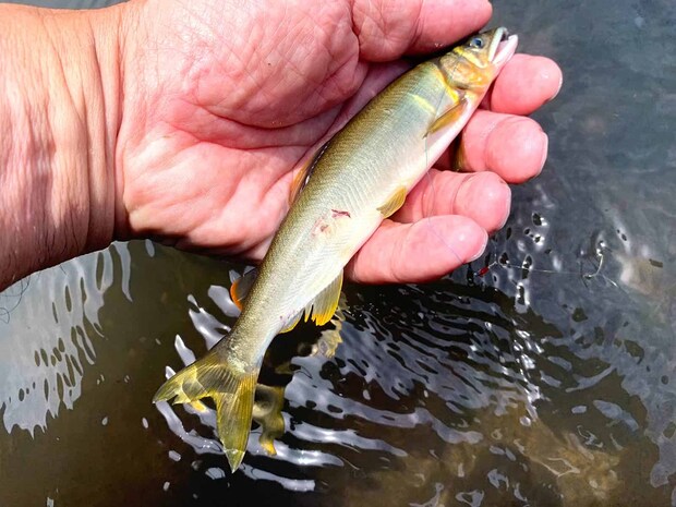 こんなハリ傷がついたらハリの交換だ。　&copy;釣りビジョン