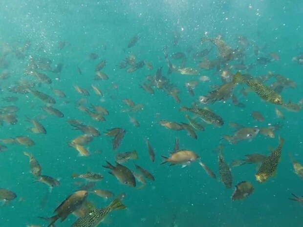 足元に撒き餌をするとエサ取りのフグが大量出現。水中映像で見ると、よーく分かる！フグはエサを取るだけでなく、硬い歯でラインまで噛んで切ってしまう。このフグのいかに交わして本命チヌの口元へエサを届けることが出来るかがカギになりそうだ。