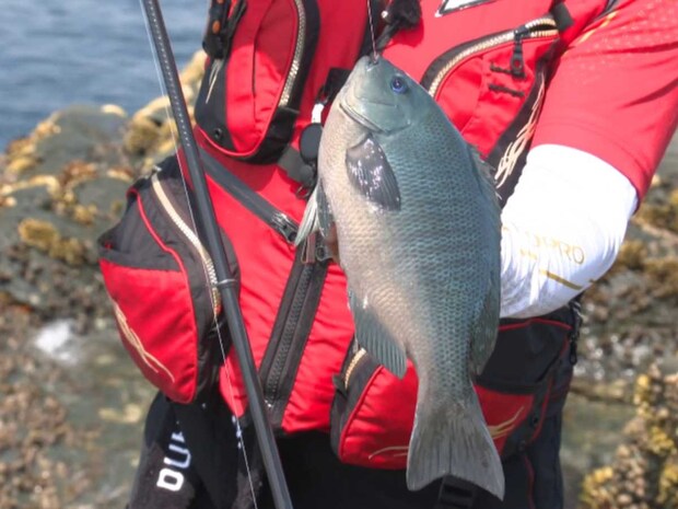 しばらく渋い状況が続いていたものの、流石は平和さん。仕掛けや投入する場所を微調整することで見事にグレをゲットしてみせた！とにかく、この映像は見どころ満載である。