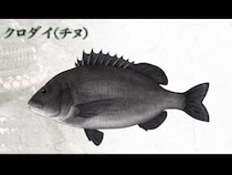 「プロ釣り師はやっぱりすごい」「何魚種釣った？」平和卓也が瀬戸内の磯で躍動する！