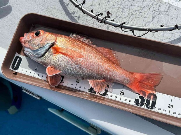 諦めずに誘い続ければ、チャンスは必ず訪れる。 ©釣りビジョン