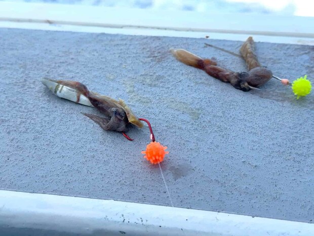 エサは冷凍ホタルイカ、サバは各自持参。 &copy;釣りビジョン