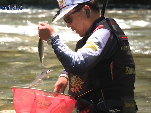 北川川で掛かった黄色い鮎！美しく納得のいく鮎を皆に見てもらいたいと言う西森の地元愛が溢れる！西森は言う！ぜひこの素晴らしい釣り場がある高知県に来てほしい！と。
