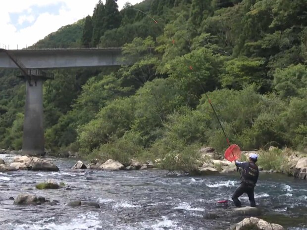 檮原川の鮎は小さな当たりとは裏腹に引きの強さが抜群！掛かり鮎を放てば連チャンも！渋い状況とは言えこのポテンシャルの高さは流石の四万十だ！