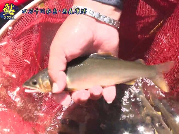 北川川より体高がある鮎が多いと言う檮原川。今回、釣行できなかった本流では25〜26cmの鮎も出ているという。水況が整えば大鮎釣りが待っている！高知県には他にも多くの素晴らしい河川が点在し、それぞれの面白さがあり、シーズン最後まで楽しめる！