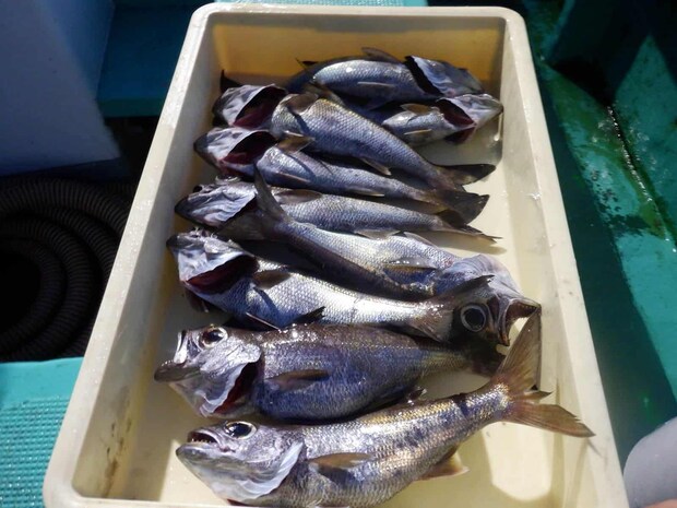 クロムツのサイズは28～35cm、良い人は10匹前後釣っていた！ &copy;釣りビジョン